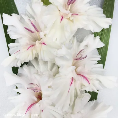 Хризантема — Chrysanthemum описание и уход на FloralWorld.ru