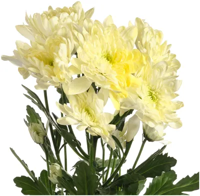 Купить Хризантема Pina Colada (рассада) - Тюльпаны к 8 марта 2022г -  БотаникШоп Смоленск