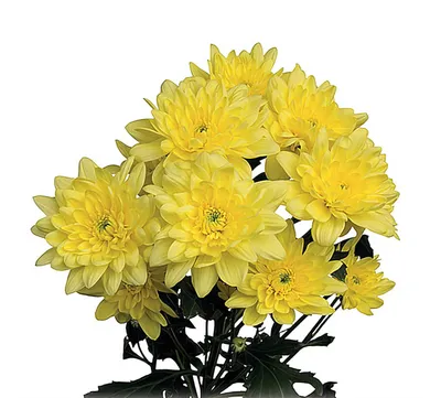 Хризантема Пина Колада Желтая (Pina Colada Yellow) | Доставка цветов  Конотоп ✔️ Фиалка.net