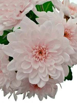 Хризантема кустовая Pina Colada 70 см от склада цветов цветы оптом 24 ру с  доставкой по СПб 24 часа