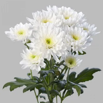 Цветы «Хризантема кустовая белая «Евро»» с доставкой