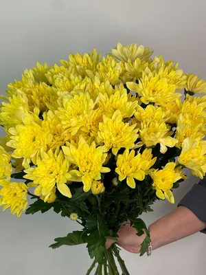 Хризантема Пина Колада Chrysanthemum Pina Colada - купить саженцы хризантемы  с доставкой по Украине в магазине Добродар
