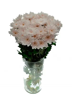 11 белых хризантем с эвкалиптом | купить недорого | доставка по Москве и  области | Roza4u.ru