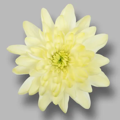 Хризантема кеннеди (38 фото) - 38 фото