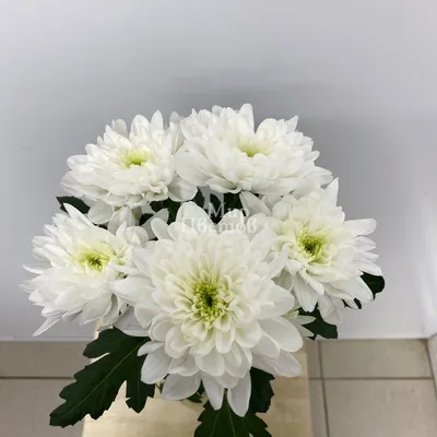 Купить белую кустовую хризантему в Минске с доставкой