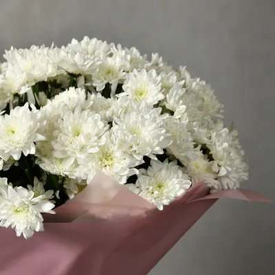 Хризантема кустовая белая – Цвет`ок – дорогая цветочная лавка