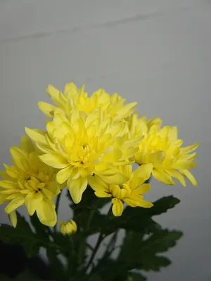Хризантема кустовая Балтика желтая — купить в Екатеринбурге