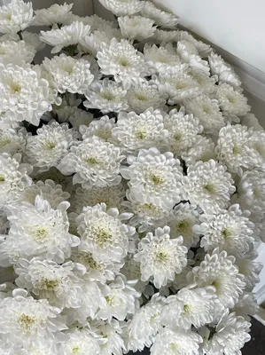 Купить белую кустовую хризантему в Минске с доставкой