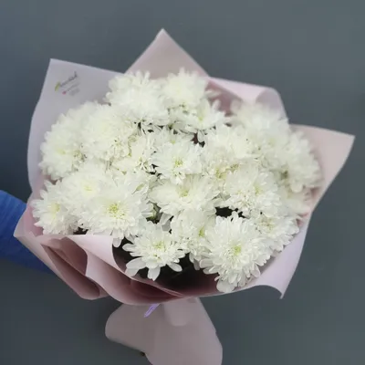 Хризантема кустовая белая – Цвет`ок – дорогая цветочная лавка