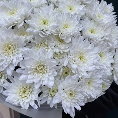 Купить «Хризантемы кустовые Baltica» в Стерлитамаке в интернет-магазине  «FLOWER SHOP»