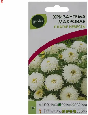 Семена Хризантемы Платье невесты, 0,05 гр. + 2 Подарка — купить в  интернет-магазине по низкой цене на Яндекс Маркете