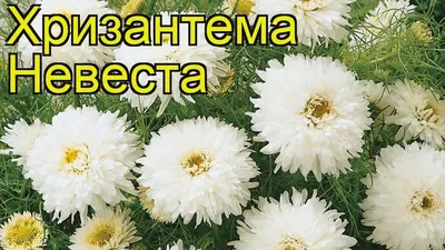Хризантема махровая Geolia «Платье невесты» — купить в Нижнем Новгороде по  цене 23 руб за шт на СтройПортал