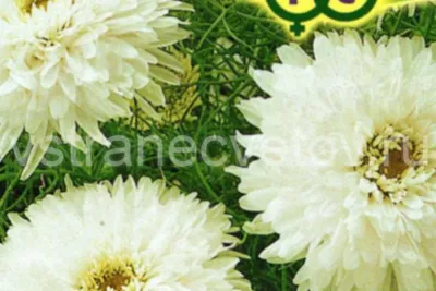 Хризантема купить в Иркутске по ценам от 23.00 руб в интернет-магазине |  РОЩА