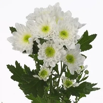 Купить хризантему Анастасия белую с доставкой по Санкт-Петербургу дешево
