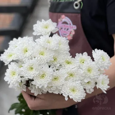 Купить Хризантема кустовая «Радость белая» из каталога Цветы в Сыктывкаре -  «Флориска».