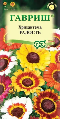 Купить Хризантема кустовая «Балтика» из каталога Цветы в Сыктывкаре -  «Флориска».