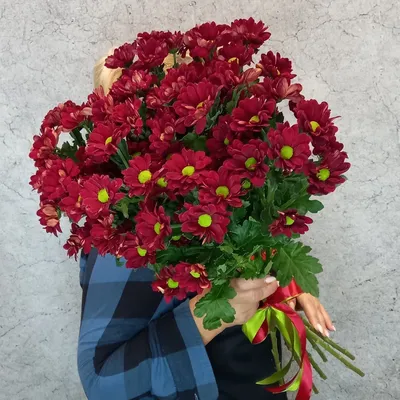 Фото \"Тёмно-бордовая хризантема Уильям Сьюард (William Seward).\" ::  ФотоСтарт - сайт любительской фотографии: фото цветов, роз, хризантем