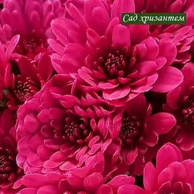 Микс из хризантем в букете - 41 шт. за 11 890 руб. | Бесплатная доставка  цветов по Москве