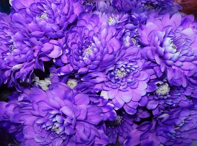 Billeder af lilla blomster af krysantemum Nærbillede af en nærbillede |  Хризантемы, Цветок, Фиолетовые цветы