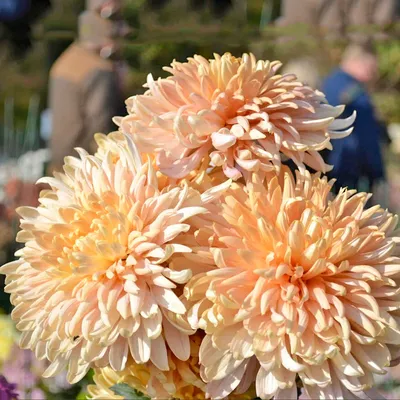 Хризантема корейская Авиньен — Рассада цветов и овощей.