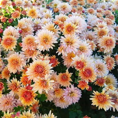 Хризантема корейская Нежна Росса купить выгодно ✵ Сады-Эдема.рф – интернет  магазин растений для сада