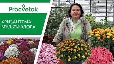 Хризантема дачная (77 фото) »