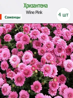 Как ухаживать за хризантемой в горшке после покупки - Agro-Market