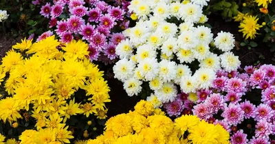Какие выросли хризантемы у меня в саду: описание и фото