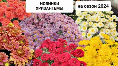 Хризантема 13x16 см цвета в ассортименте по цене 210 ₽/шт. купить в Москве  в интернет-магазине Леруа Мерлен