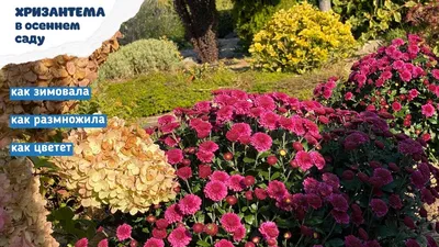 Купить рассаду Хризантема в кашпо, d23 см. Рассада цветов с доставкой.