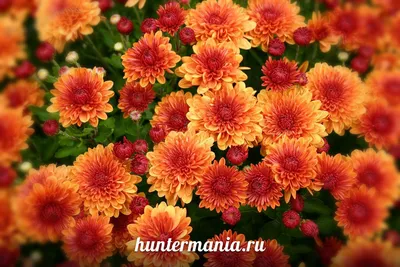 Хризантема мультифлора Бордовая с доставкой! 🌱 [О101168]