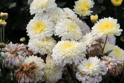 Хризантема садовая 'Ellen Weiss' | BOTSAD.BY