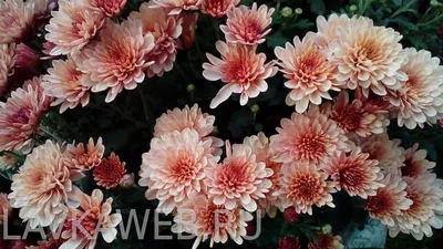Хризантема садовая (hr-5) — Купити квіти в Україні