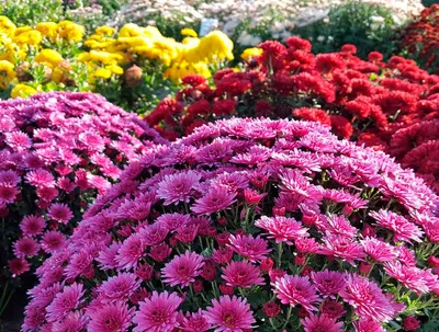 Фото \"Садовая хризантема Медея.\" :: ФотоСтарт - сайт любительской  фотографии: фото цветов, роз, хризантем