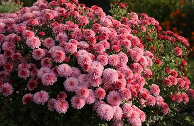 Многолетние цветы on X: \"Хризантема садовая https://t.co/7ajyIePTwv #цветы # хризантема #дача https://t.co/rWpaLTiCFe\" / X