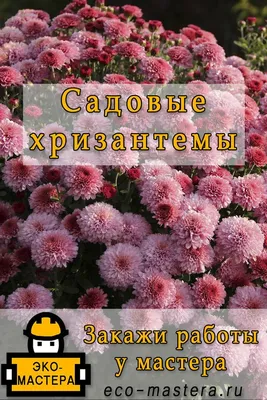 Хризантема кустовая садовая: купить в Москве саженцы в питомнике «Медра» по  цене от 680 руб