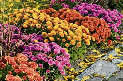 Хризантемы садовые – купить в интернет-магазине UAгород.