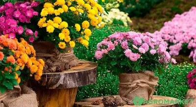 Хризантемы садовые. Как сажать, ухаживать, выращивать. | Огородница | Дзен