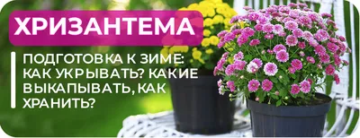 Хризантема мультифлора белая С4 купить за 750 р. в садовом центре АСТ  Медовое