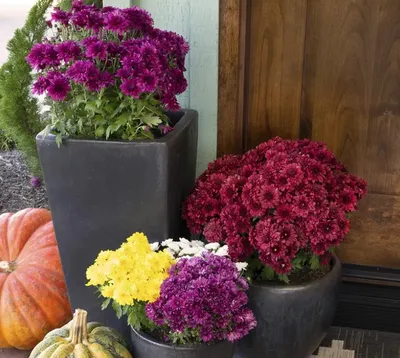 Цветы разные Хризантема многолетняя в ассортименте С1 купить по цене 302  руб. | Доставка Смоленск, Москва, СпБ