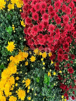 7 ошибок, из-за которых умирают садовые хризантемы | Семена декоративных  растений для сада и дома | Дзен