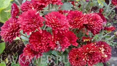 Хризантема садовая Chrysanthemum morifolium 2л — цена в LETTO