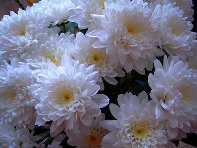 Хризантема Мультифлора: посадка и уход | Интернет-магазин садовых растений