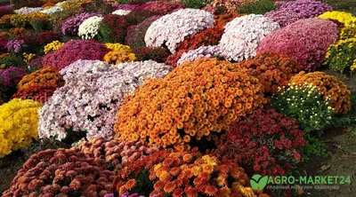 Хризантема мультифлора Бордовая — Рассада цветов и овощей.