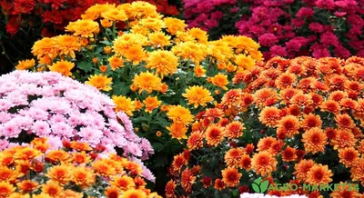 Почему не цветут хризантемы в саду - Agro-Market24