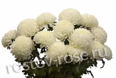 Букет белых шарообразных одноголовых хризантем