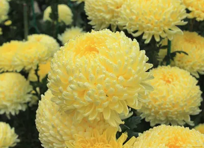 Шалости садовода: сортовые хризантемы, шарики краспедии и другие цветы по  цене 6036 ₽ - купить в RoseMarkt с доставкой по Санкт-Петербургу