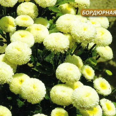Хризантема шаровидная желтая | доставка по Москве и области