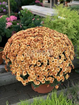 Хризантемы-шары в хрустальной вазе» — создано в Шедевруме