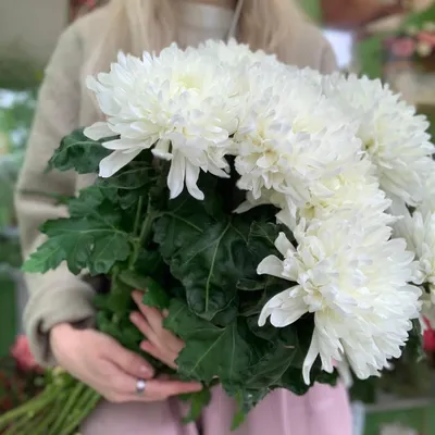 Deka белая - хризантема одноголовая